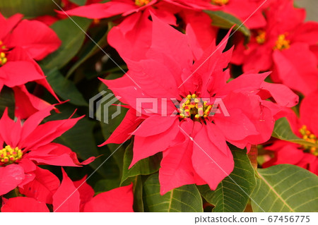  Poinsettia flowers 67456775