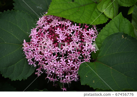 Buttonwort flower 67456776