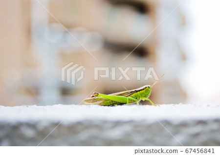 Grasshopper in a residential area Grasshopper in a residential area 67456841