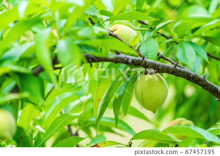 Summer water forest Natural forest scenery Young peach fruit Fukushima City, Fukushima Prefecture Summer water forest Natural forest scenery Young peach fruit Fukushima City, Fukushima Prefecture 67457195