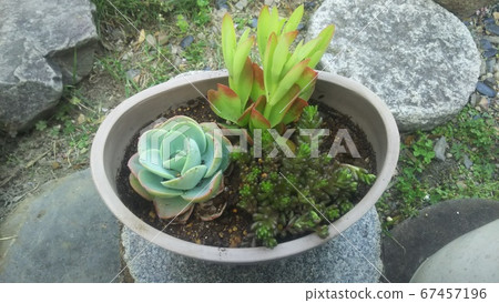 Planting succulent plants 67457196