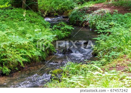 夏季水森林福山縣福島市小川溪自然森林景觀 夏季水森林福山縣福島市小川溪自然森林景觀 67457242