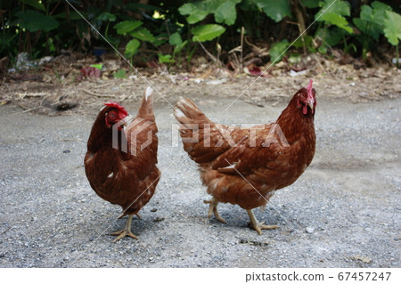 Chicken Chicken 67457247