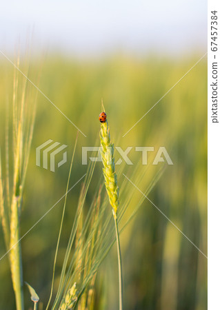 An insect a ladybug on an ear of rye or wheat An insect a ladybug on an ear of rye or wheat 67457384