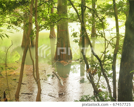 Kashiwuri nine large forest Waterside forest Rakuu show 67457725