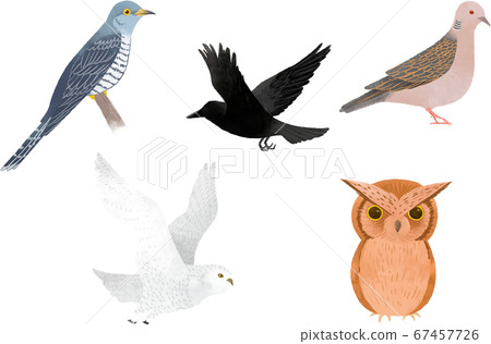 Cute birds 2 67457726