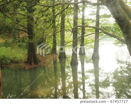 Kashiwuri nine large forest Waterside forest Rakuu show 67457727