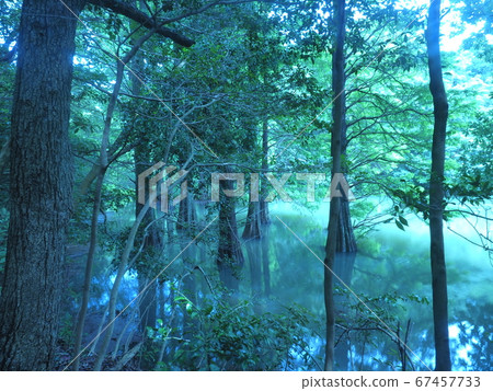 Kashiwuri nine large forest Waterside forest Rakuu show 67457733