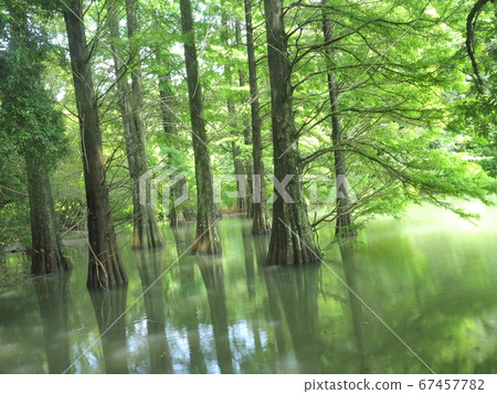 Kashiwuri nine large forest Waterside forest Rakuu show Kashiwuri nine large forest Waterside forest Rakuu show 67457782