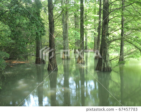 Kashiwuri nine large forest Waterside forest Rakuu show Kashiwuri nine large forest Waterside forest Rakuu show 67457783