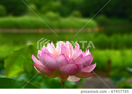 蓮花 蓮花 67457785