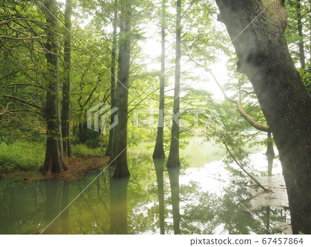 Kashiwuri nine large forest Waterside forest Rakuu show 67457864