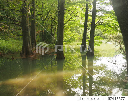 Kashiwuri nine large forest Waterside forest Rakuu show Kashiwuri nine large forest Waterside forest Rakuu show 67457877