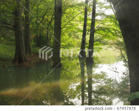 Kashiwuri九大森林水邊森林Rakuu表演 Kashiwuri九大森林水邊森林Rakuu表演 67457878