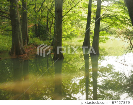 Kashiwuri nine large forest Waterside forest Rakuu show Kashiwuri nine large forest Waterside forest Rakuu show 67457879