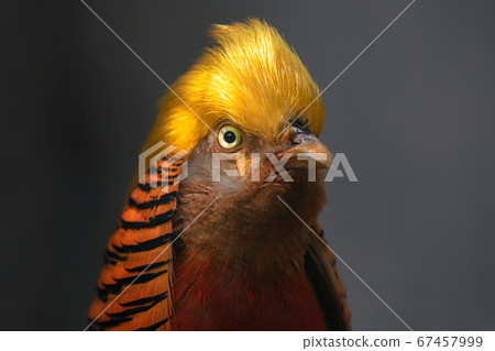 金溪野鳥 67457999