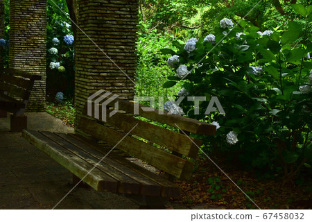 hydrangea hydrangea 67458032