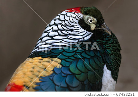 Ginkei Wild Bird 67458251