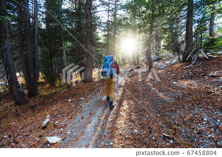 Hike in the forest Hike in the forest 67458804