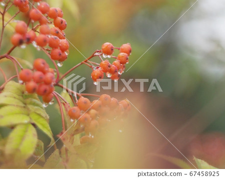 Rowan berries 67458925