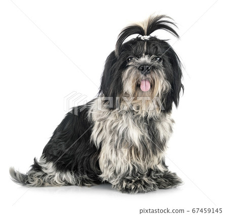 shih tzu in studio shih tzu in studio 67459145