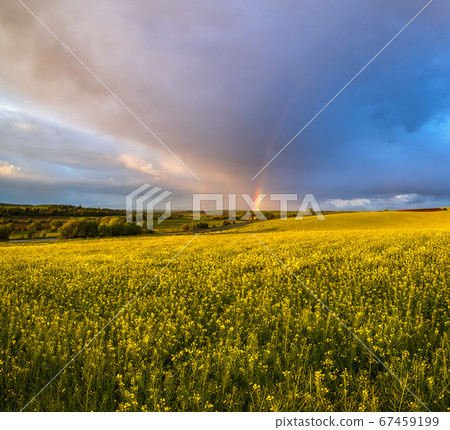 Spring rapeseed yellow blooming fields Spring rapeseed yellow blooming fields 67459199