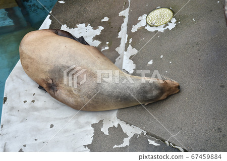 Sleeping California Sea Lion 67459884