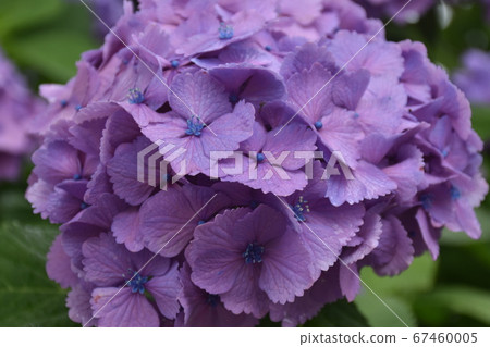 Hydrangea one wheel up 67460005