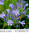 Agapanthus in the rainy season 67460070