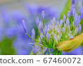 Agapanthus in the rainy season 67460072