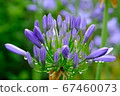 Agapanthus in the rainy season 67460073