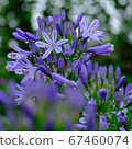 Agapanthus in the rainy season 67460074