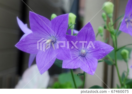 Early summer stage flower: Kikyo: Today: After the rain: Rainy season 67460075