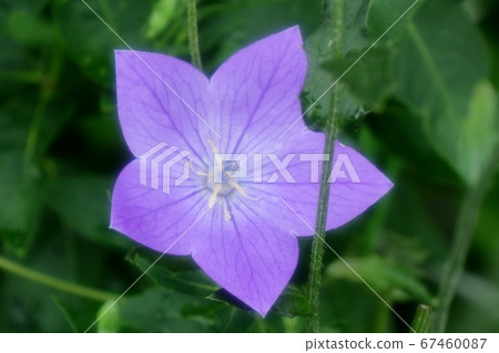 Early summer stage flower: Kikyo: Rainy season: After the rain 67460087