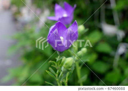 初夏舞台花：Kikyo：半開放：雨後 67460088
