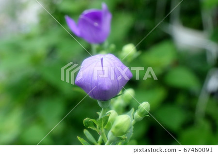 Early summer altar flower: bellflower: bud: after the rain Early summer altar flower: bellflower: bud: after the rain 67460091