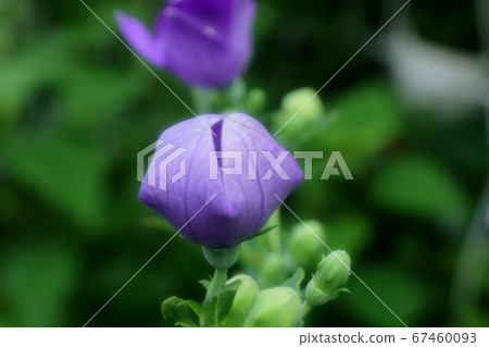 初夏祭壇花:風鈴草:芽:雨後 初夏祭壇花:風鈴草:芽:雨後 67460093