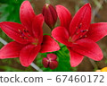 Lily of the patio 67460172