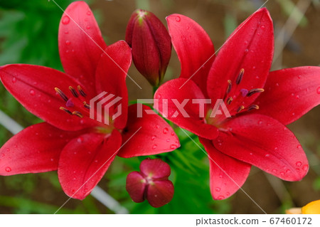 Lily of the patio Lily of the patio 67460172
