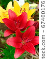 Lily of the patio 67460176