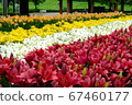 Lily of the patio 67460177