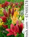 Lily of the patio 67460178