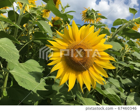 sunflower sunflower 67460346