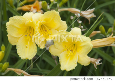 Daylily (Hemerocallis) flowers, close up 67460469