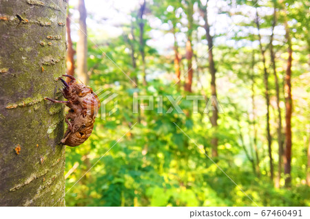 Cicadian shell Cicadian shell 67460491