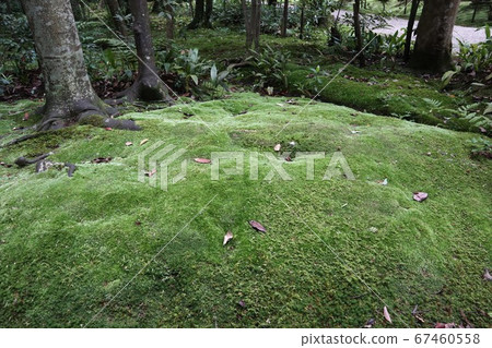 秋色路被青苔花園包圍 秋色路被青苔花園包圍 67460558