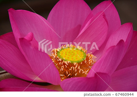 蓮花 蓮花 67460944