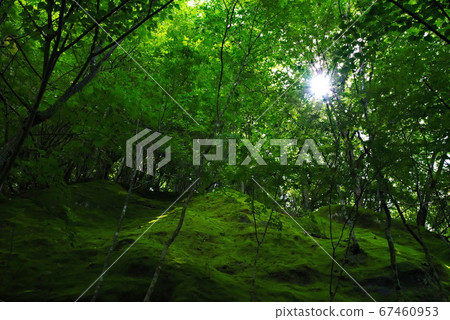 青苔離開森林 青苔離開森林 67460953