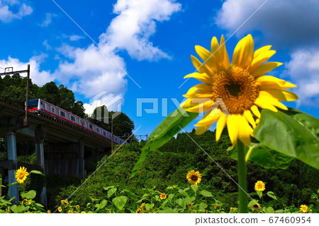 火車,藍天和向日葵 火車,藍天和向日葵 67460954