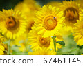 sunflower	 67461145